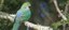 Australian King Parrot