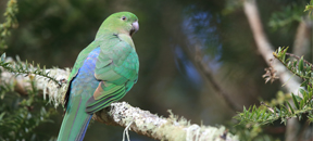 Australian King Parrot