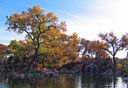 Fall in the Japanese Garden, Dreamstime photo