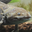Axolotl Headshot Animal Yearbook