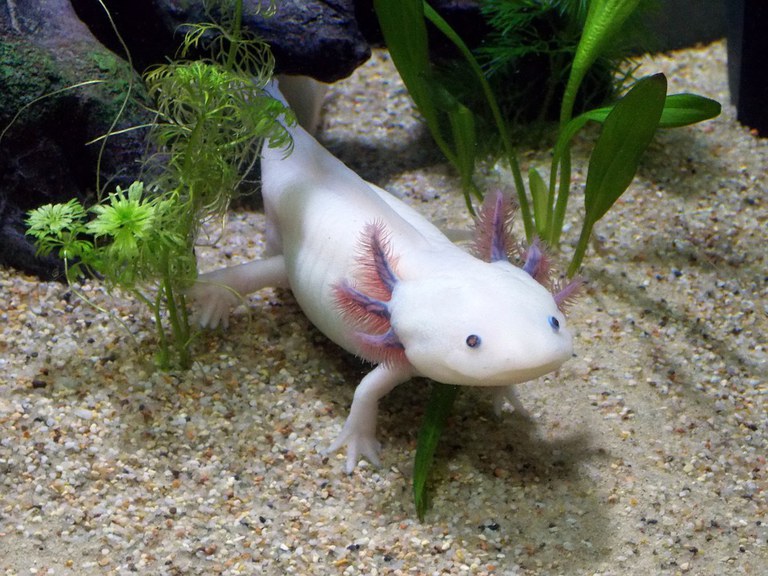 Axolotl stock image