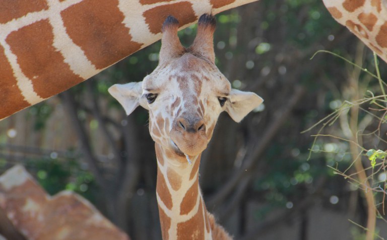 Baby Giraffe June 2018