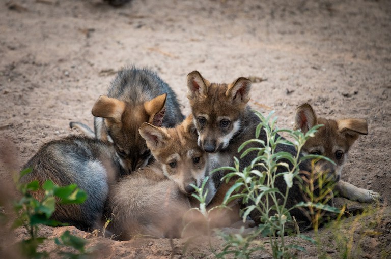 Group of lobo pups, courtesy of New Mexico BioPark Society.