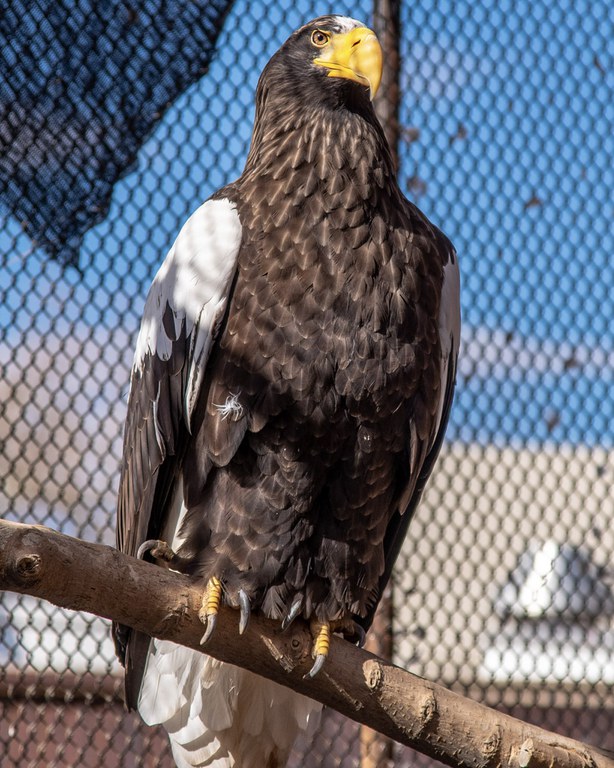 Bald Eagle BioPark Connect Raptors