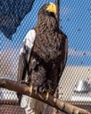 Bald Eagle BioPark Connect Raptors
