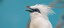 Bali Myna