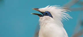 Bali Myna