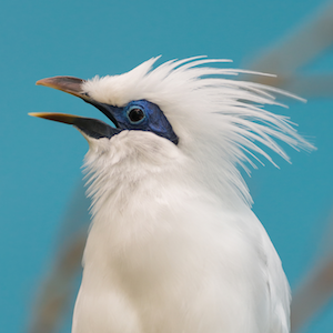 Headshot of Bali Myna