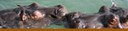 Banner Hippo