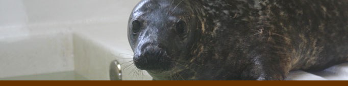 Banner Seal