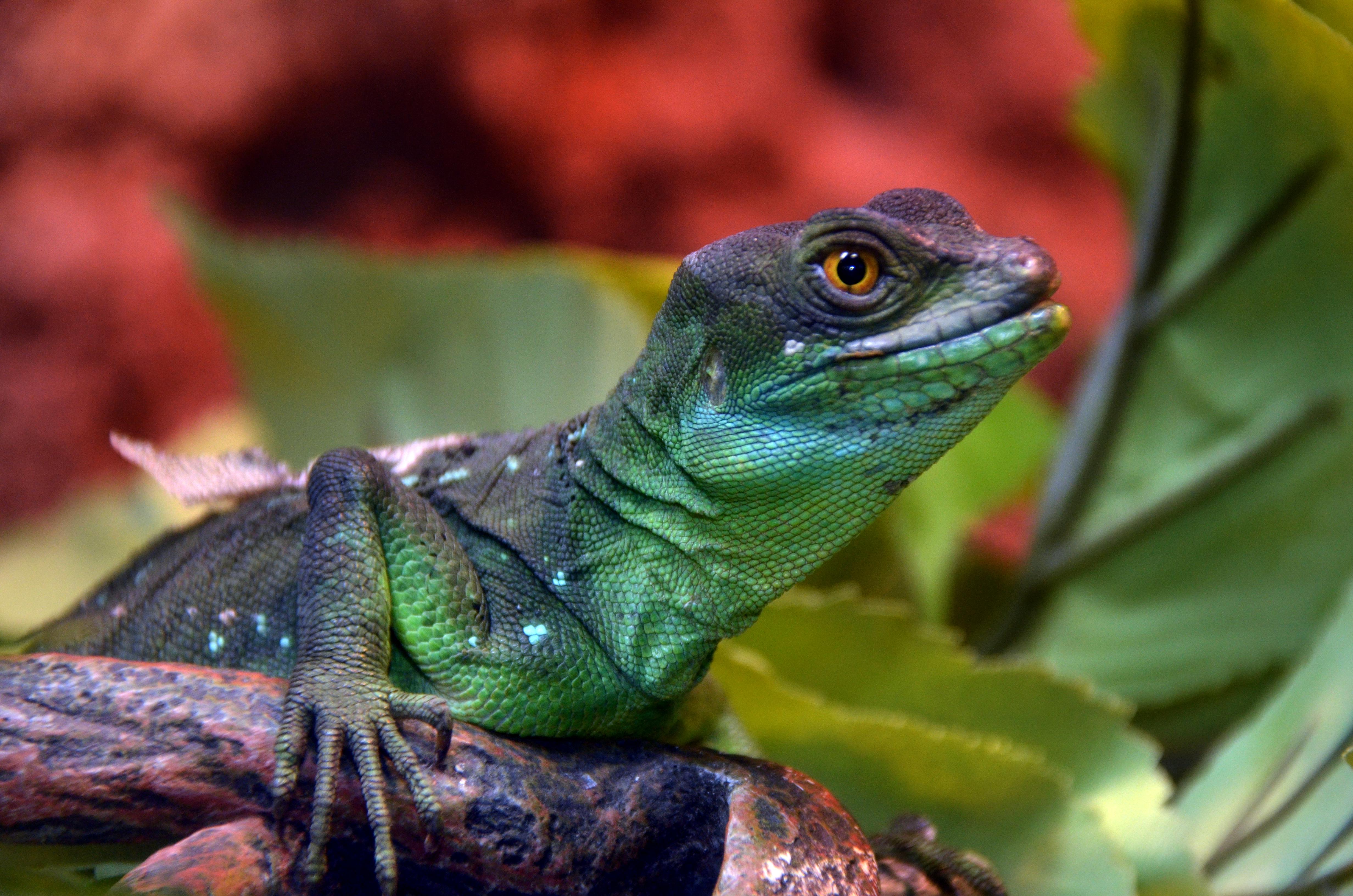 Basilisk Lizard