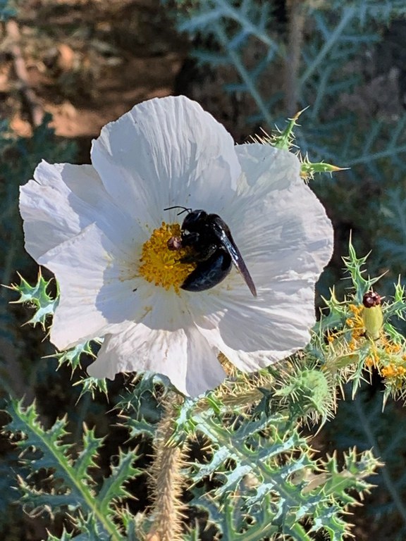Sacramento Prickly Poppy with Bee Pollinating