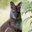 Bennett's Wallaby