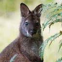 Bennett's Wallaby