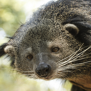 Binturong Headshot 