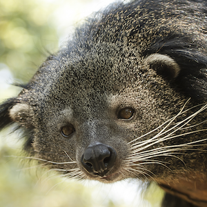 Binturong Headshot Animal Yearbook