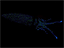 Bioluminescence