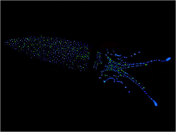 Bioluminescence