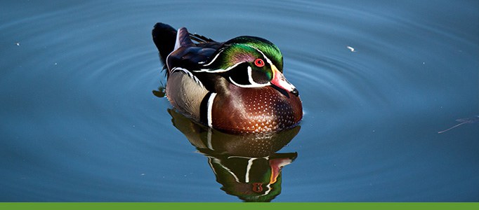 Bird Watcher List Banner