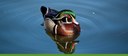 Bird Watcher List Banner