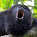 Black and Gold Howler Monkey Headshot Animal Yearbook