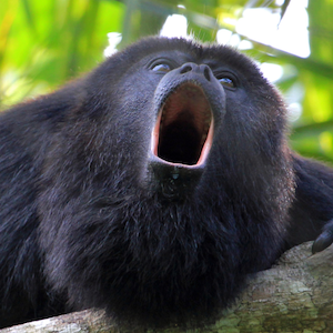 Black and Gold Howler Monkey Headshot Animal Yearbook