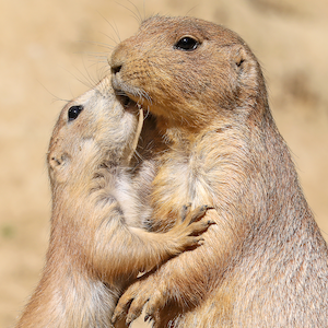 Prairie Dog Headshot 