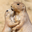 Black Tailed Prairie Dog Headshot Animal Yearbook