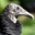 Black Vulture Headshot