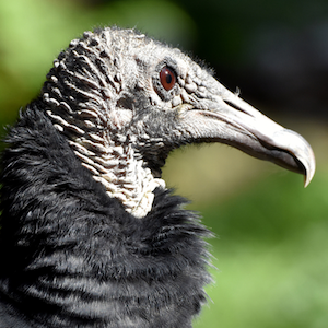 Headshot of Black Vulture