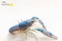 Blue color morph of the red swamp crayfish_Joel Sartore