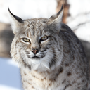 Bobcat Headshot Animal Yearbook