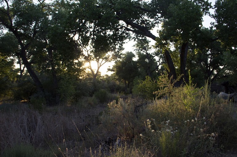 Bosque at Sunset ABQ BioPark