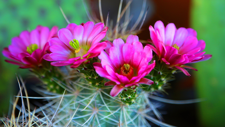 Blooming cactus at the ABQ BioPark Botanic Garden.