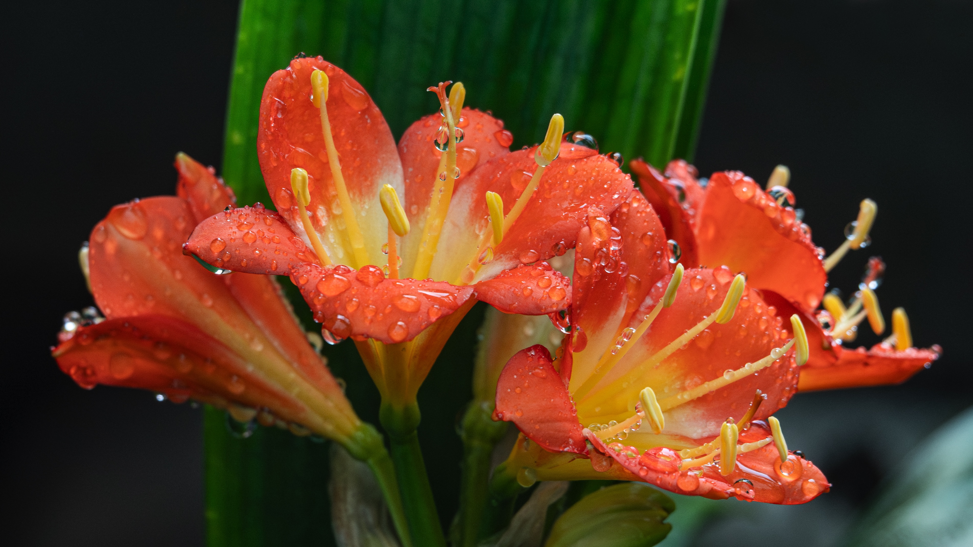 Orange flowers covered in dew inside the Mediterranean Conservatory at the Botanic Garden