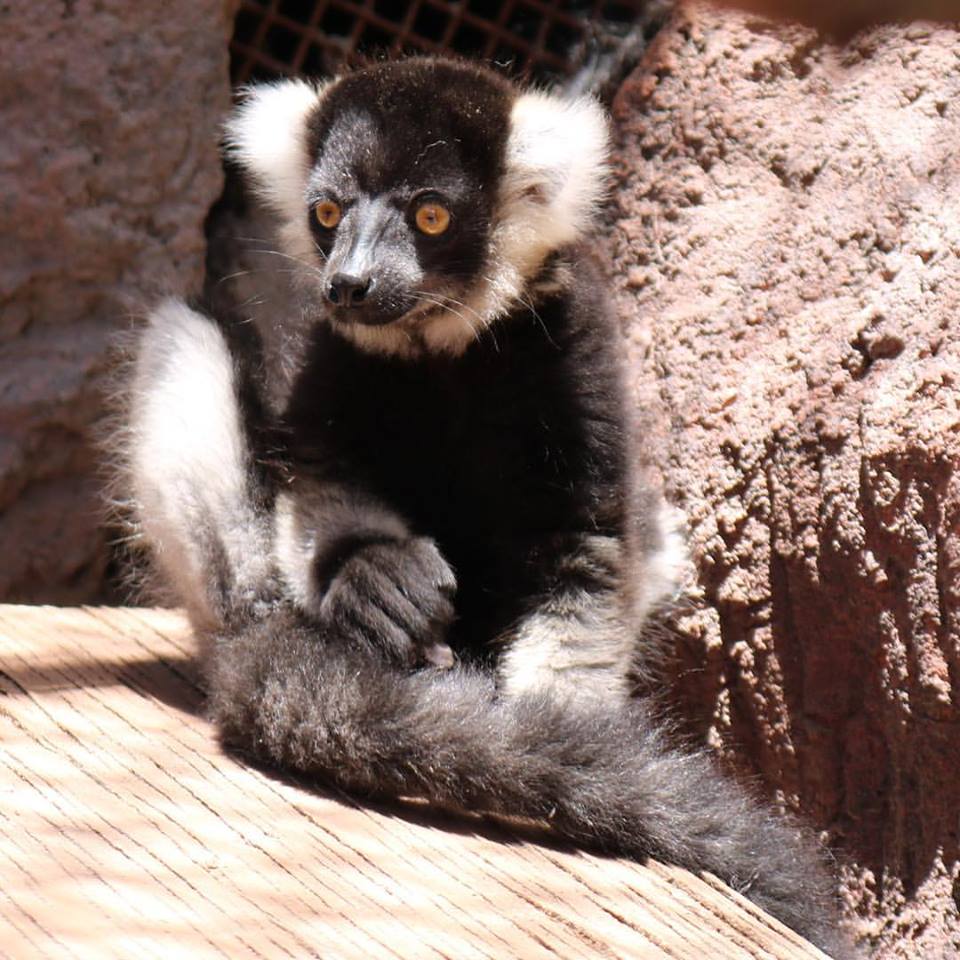 Bruno the Lemur
