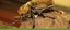 Bugarium Banner