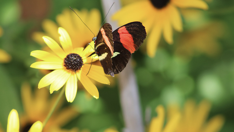 Discover the BioPark Garden On Grounds