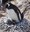 Build a Penguin Nest BioPark Connect
