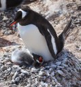 Build a Penguin Nest BioPark Connect