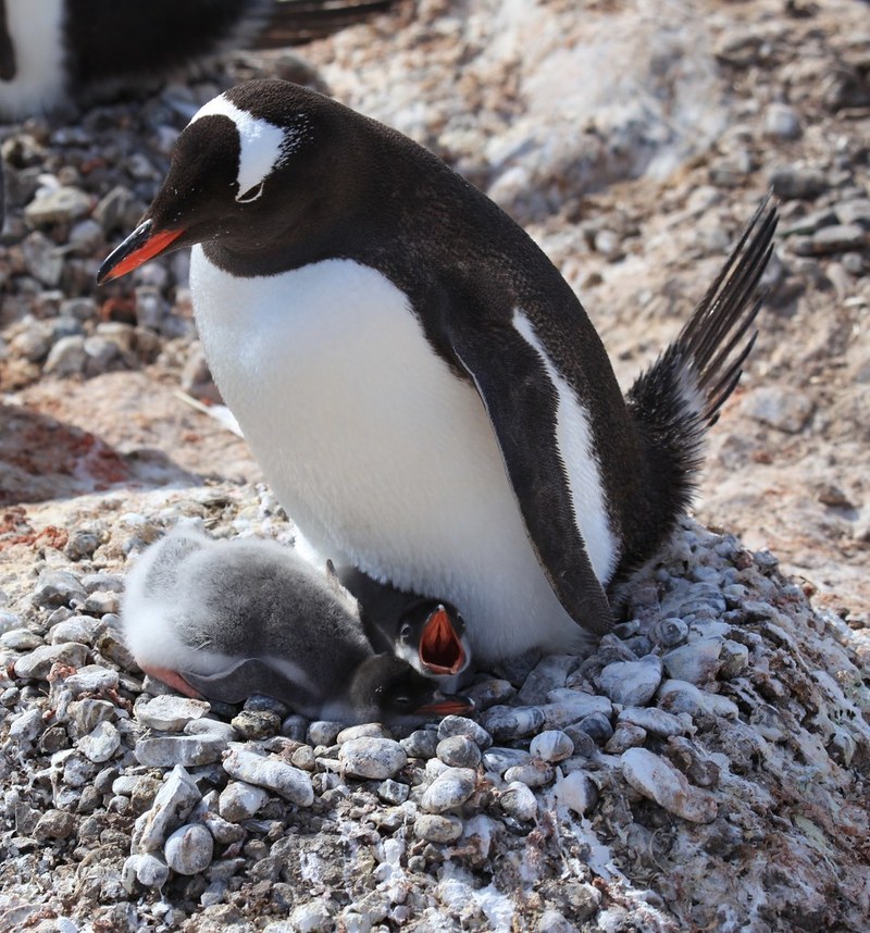 Build a Penguin Nest BioPark Connect