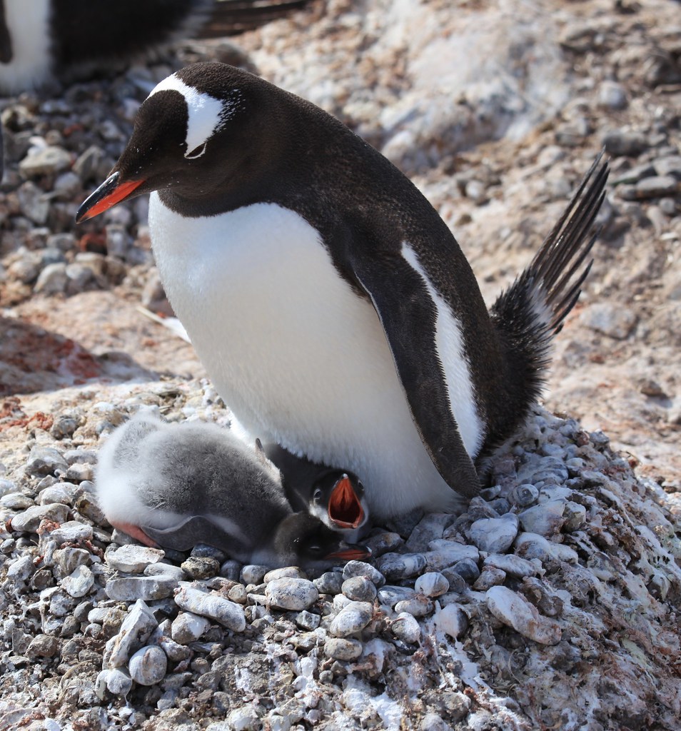 Build a Penguin Nest BioPark Connect