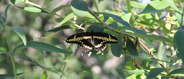 Butterflies and Bees