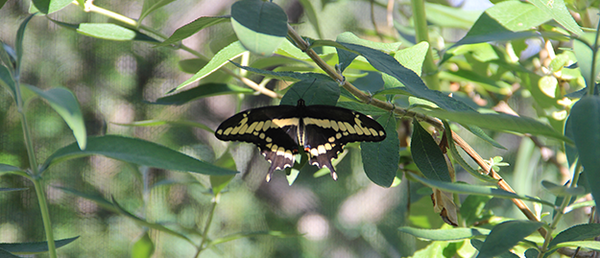 Butterflies and Bees Butterflies and Bees