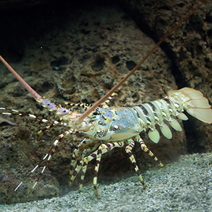 Spiny Lobster Headshot