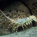 Spiny Lobster Headshot Aquarium Yearbook