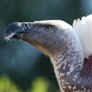 Headshot of Cape Vulture