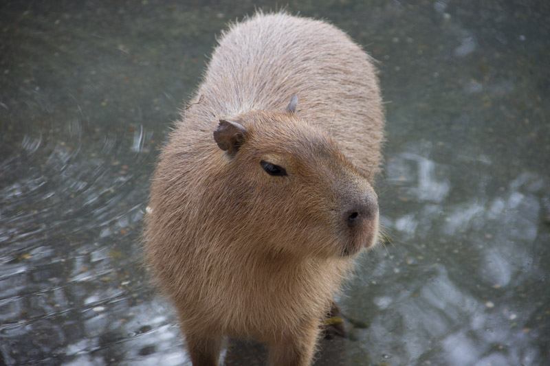 Capybara pool 