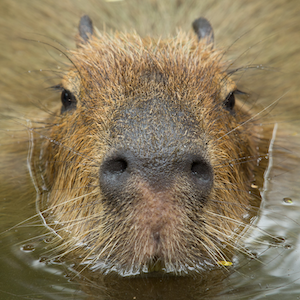 Capybara Headshot Animal Yearbook