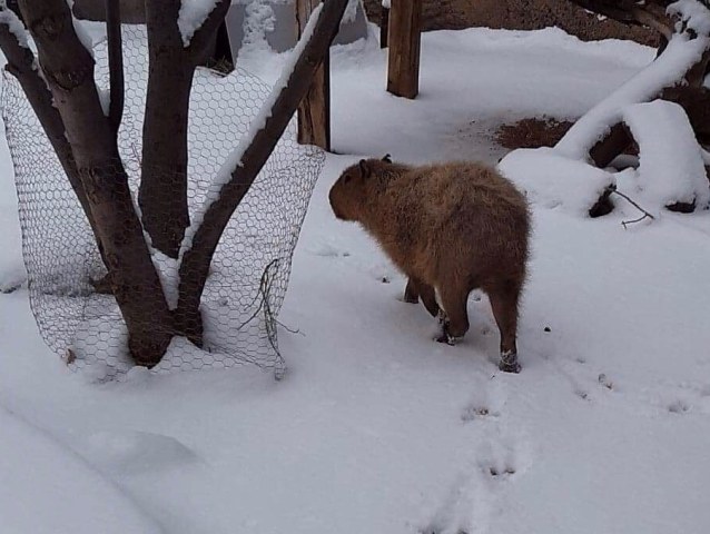 Capybara in Snow